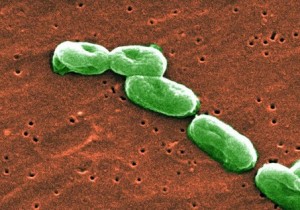 Đôi điều về Vi khuẩn Burkholderia Cepacia